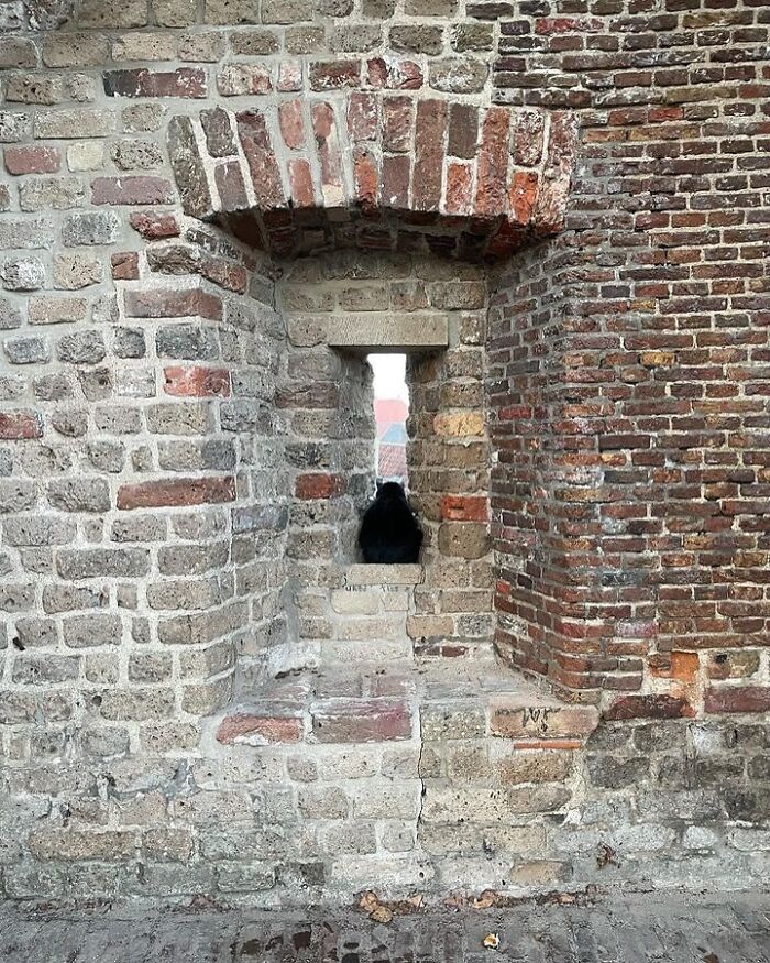 80 Times People’s Days Were Made By Kitties Sitting By The Window (New Pics) 80 Times People’s Days Were Made By Kitties Sitting By The Window (New Pics)