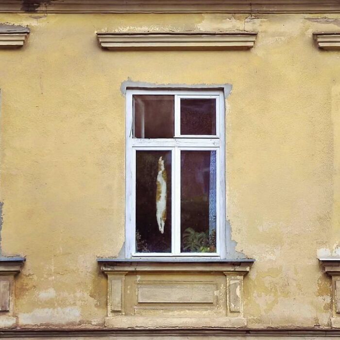 80 Times People’s Days Were Made By Kitties Sitting By The Window (New Pics) 80 Times People’s Days Were Made By Kitties Sitting By The Window (New Pics)