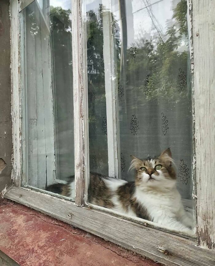 80 Times People’s Days Were Made By Kitties Sitting By The Window (New Pics) 80 Times People’s Days Were Made By Kitties Sitting By The Window (New Pics)