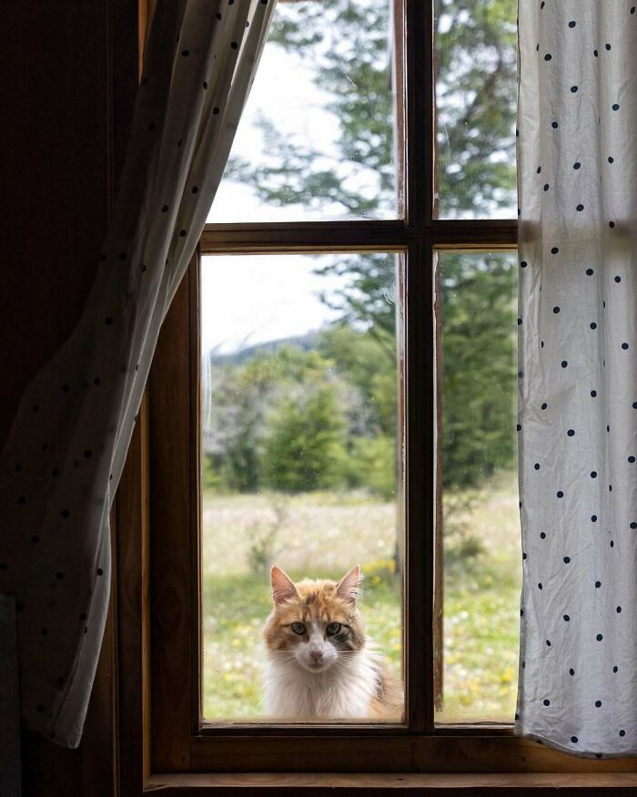 80 Times People’s Days Were Made By Kitties Sitting By The Window (New Pics) 80 Times People’s Days Were Made By Kitties Sitting By The Window (New Pics)