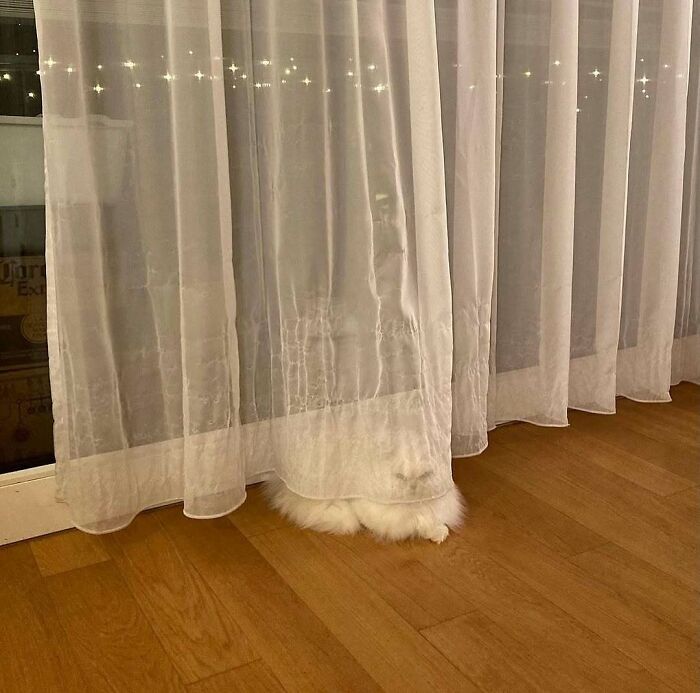 80 Times People’s Days Were Made By Kitties Sitting By The Window (New Pics) 80 Times People’s Days Were Made By Kitties Sitting By The Window (New Pics)