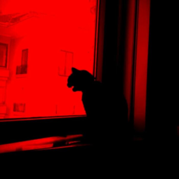 80 Times People’s Days Were Made By Kitties Sitting By The Window (New Pics) 80 Times People’s Days Were Made By Kitties Sitting By The Window (New Pics)