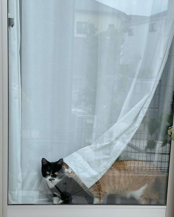 80 Times People’s Days Were Made By Kitties Sitting By The Window (New Pics) 80 Times People’s Days Were Made By Kitties Sitting By The Window (New Pics)