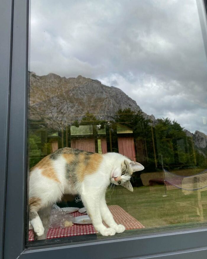 80 Times People’s Days Were Made By Kitties Sitting By The Window (New Pics) 80 Times People’s Days Were Made By Kitties Sitting By The Window (New Pics)