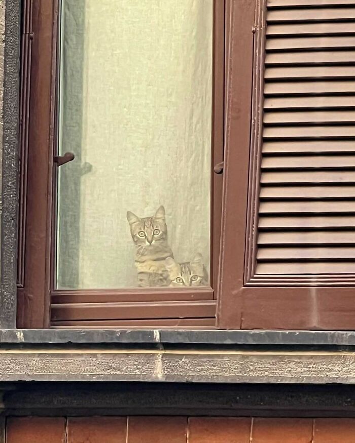 80 Times People’s Days Were Made By Kitties Sitting By The Window (New Pics) 80 Times People’s Days Were Made By Kitties Sitting By The Window (New Pics)
