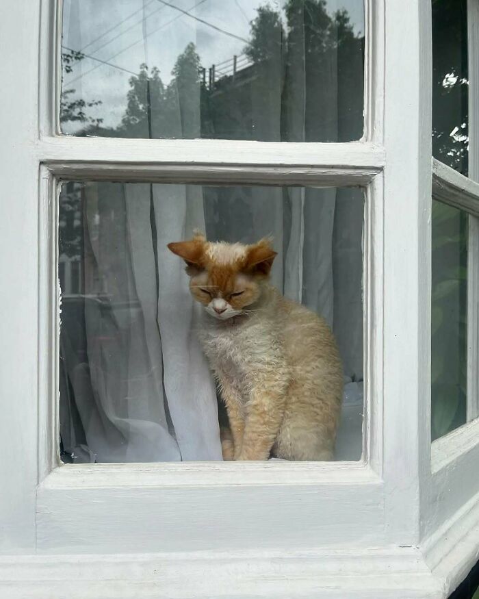 80 Times People’s Days Were Made By Kitties Sitting By The Window (New Pics) 80 Times People’s Days Were Made By Kitties Sitting By The Window (New Pics)