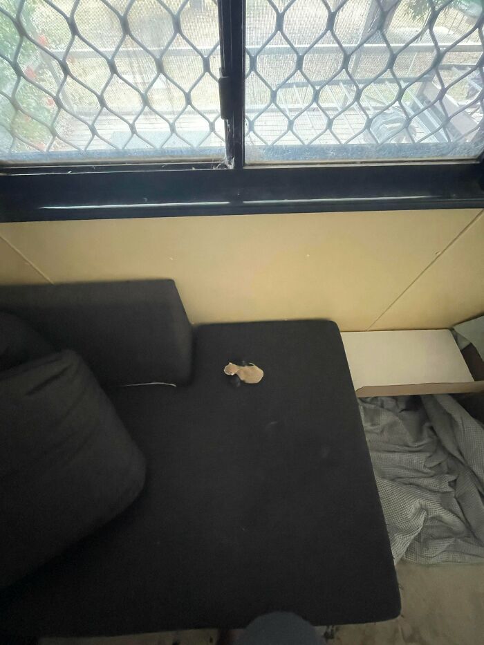 54 Tiny Cats In Big Spaces That Make You Want To Cry And Protect Them Forever 54 Tiny Cats In Big Spaces That Make You Want To Cry And Protect Them Forever