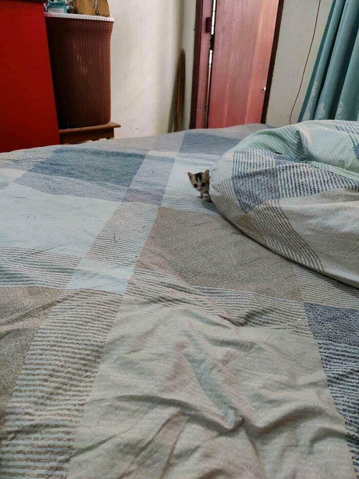 54 Tiny Cats In Big Spaces That Make You Want To Cry And Protect Them Forever 54 Tiny Cats In Big Spaces That Make You Want To Cry And Protect Them Forever