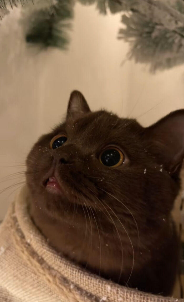 50 Times Cats Experienced Christmas For The First Time And Had Adorable Reactions