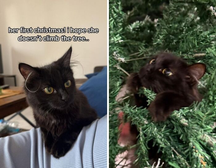 50 Times Cats Experienced Christmas For The First Time And Had Adorable Reactions