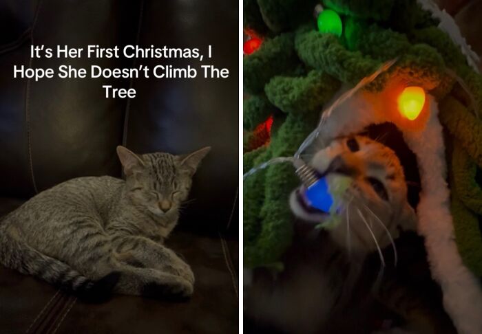 50 Times Cats Experienced Christmas For The First Time And Had Adorable Reactions