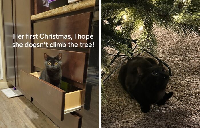 50 Times Cats Experienced Christmas For The First Time And Had Adorable Reactions