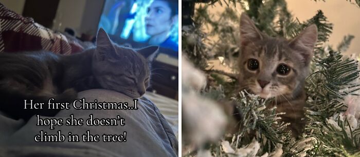 50 Times Cats Experienced Christmas For The First Time And Had Adorable Reactions