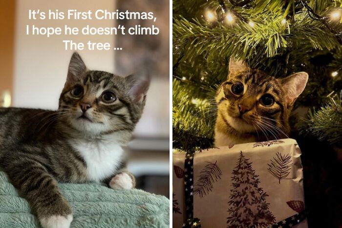50 Times Cats Experienced Christmas For The First Time And Had Adorable Reactions
