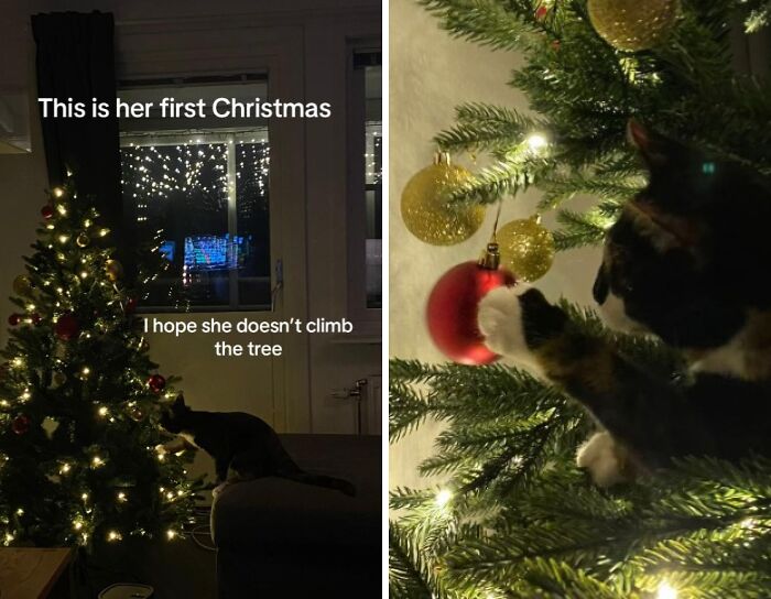 50 Times Cats Experienced Christmas For The First Time And Had Adorable Reactions