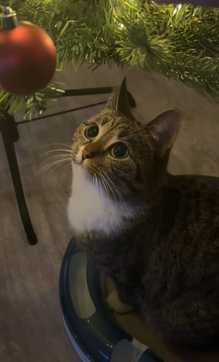 50 Times Cats Experienced Christmas For The First Time And Had Adorable Reactions