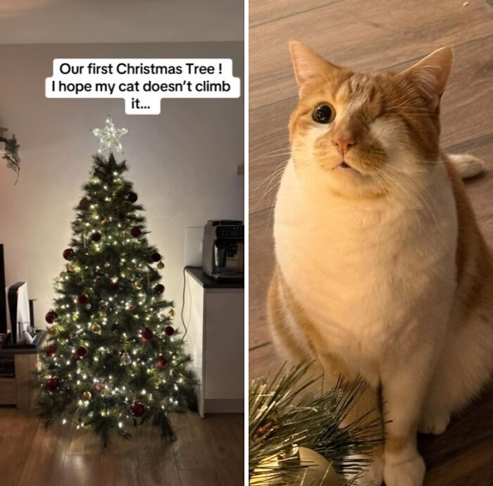 50 Times Cats Experienced Christmas For The First Time And Had Adorable Reactions