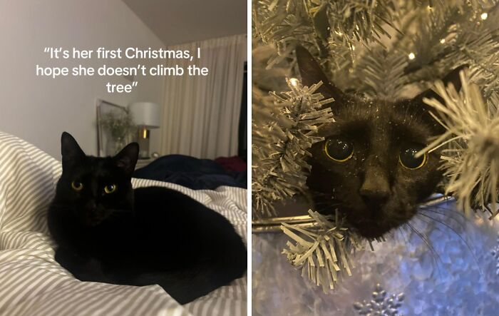 50 Times Cats Experienced Christmas For The First Time And Had Adorable Reactions