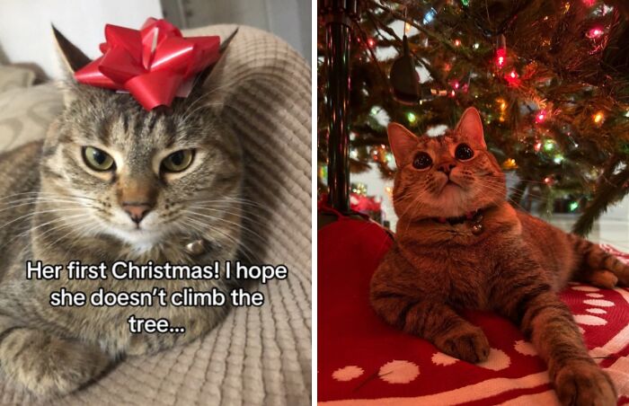 50 Times Cats Experienced Christmas For The First Time And Had Adorable Reactions