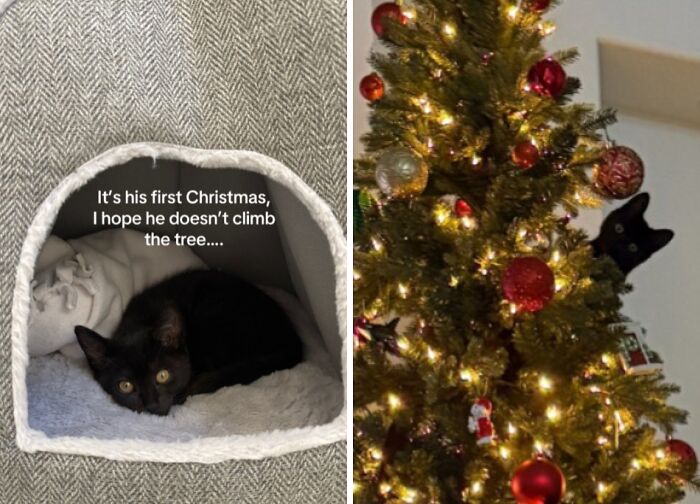 50 Times Cats Experienced Christmas For The First Time And Had Adorable Reactions