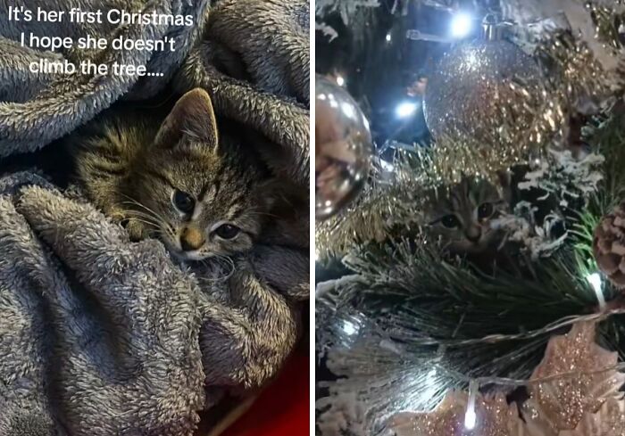 50 Times Cats Experienced Christmas For The First Time And Had Adorable Reactions