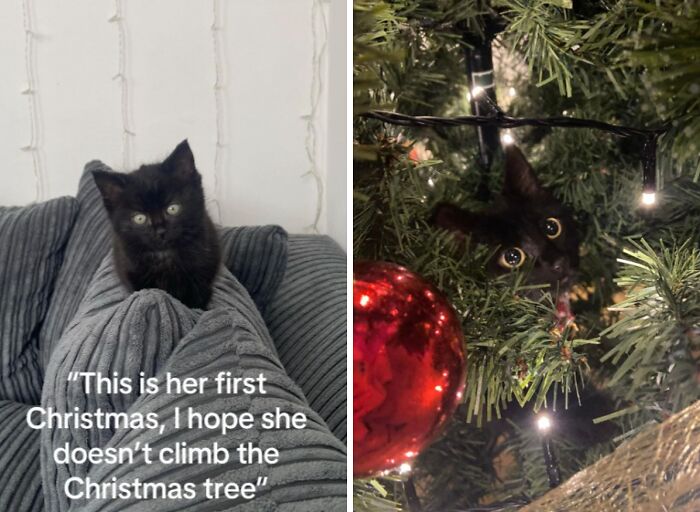 50 Times Cats Experienced Christmas For The First Time And Had Adorable Reactions