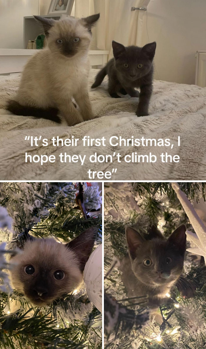 50 Times Cats Experienced Christmas For The First Time And Had Adorable Reactions