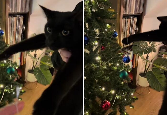 50 Times Cats Experienced Christmas For The First Time And Had Adorable Reactions