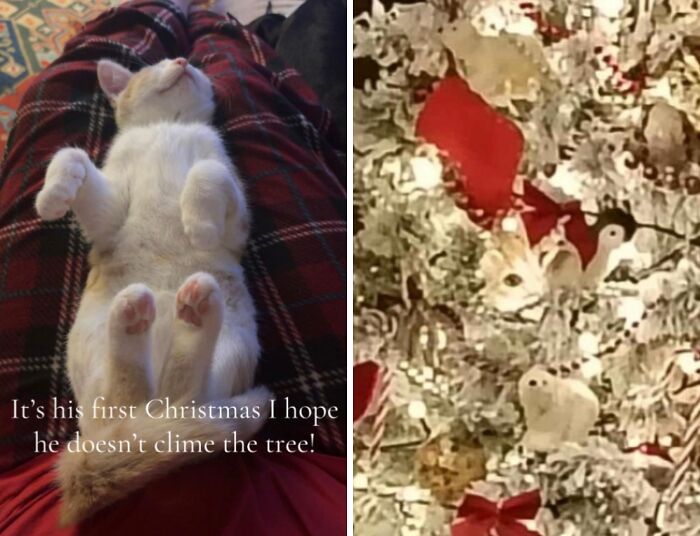 50 Times Cats Experienced Christmas For The First Time And Had Adorable Reactions