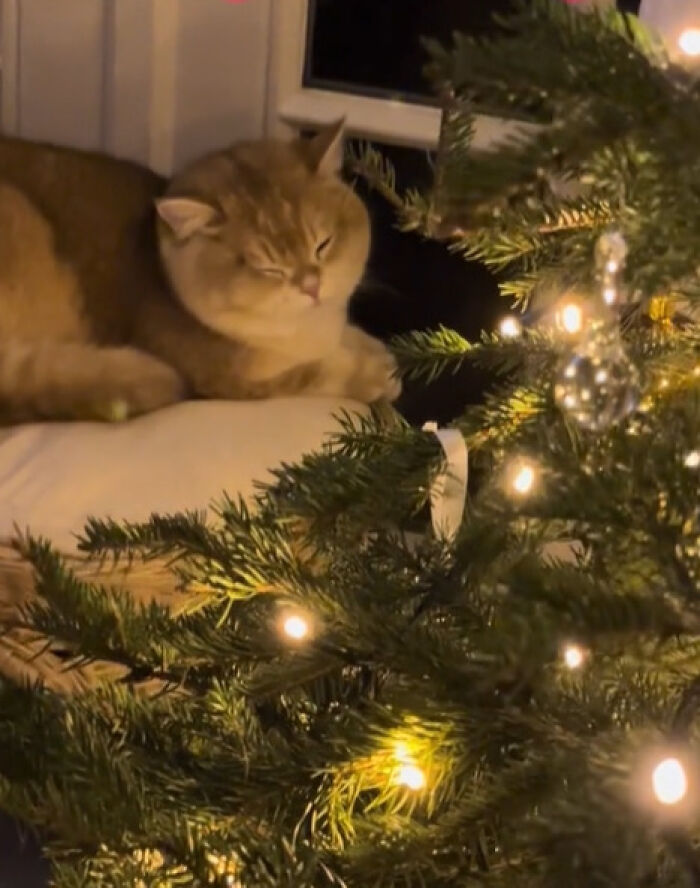 50 Times Cats Experienced Christmas For The First Time And Had Adorable Reactions