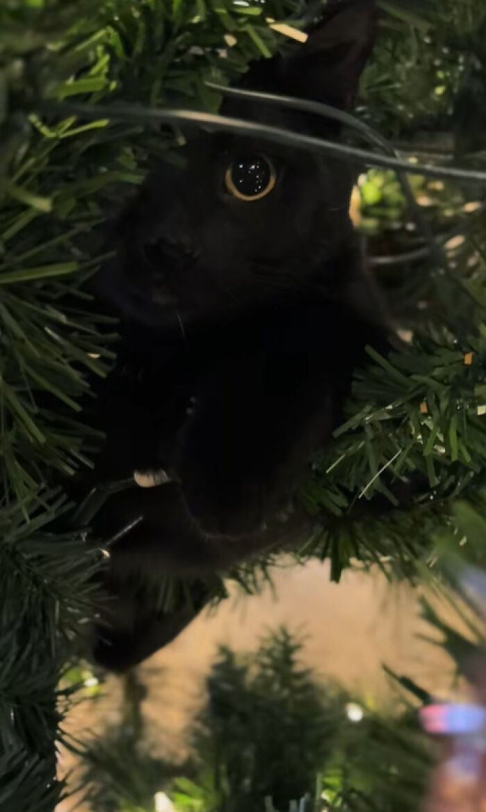 50 Times Cats Experienced Christmas For The First Time And Had Adorable Reactions