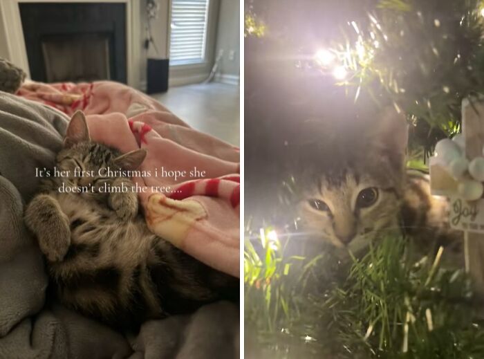 50 Times Cats Experienced Christmas For The First Time And Had Adorable Reactions