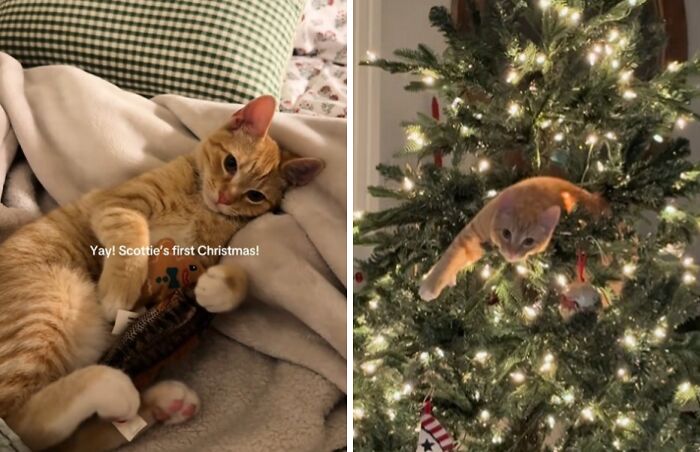 50 Times Cats Experienced Christmas For The First Time And Had Adorable Reactions