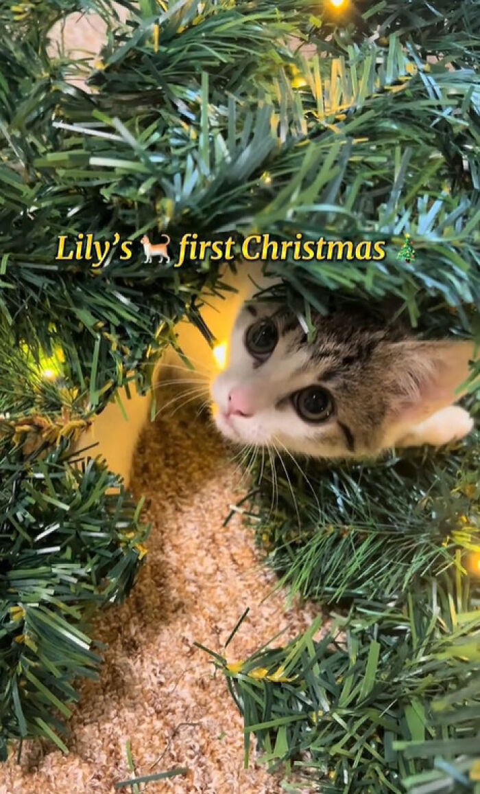 50 Times Cats Experienced Christmas For The First Time And Had Adorable Reactions