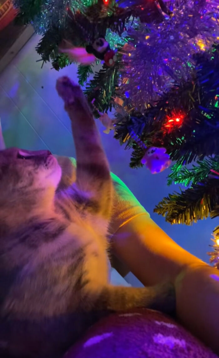 50 Times Cats Experienced Christmas For The First Time And Had Adorable Reactions