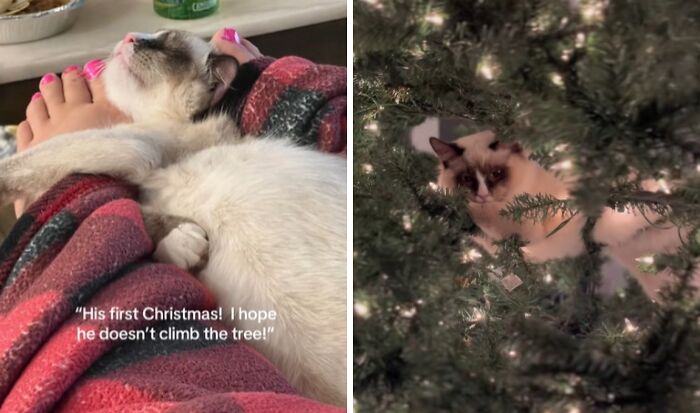 50 Times Cats Experienced Christmas For The First Time And Had Adorable Reactions