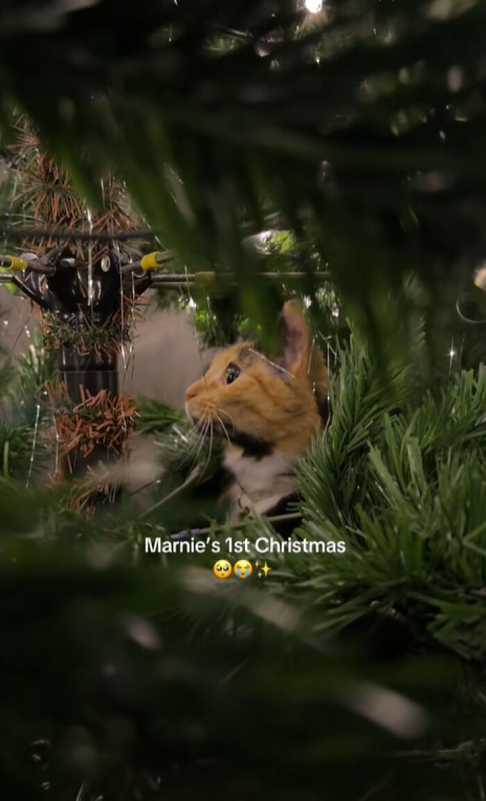 50 Times Cats Experienced Christmas For The First Time And Had Adorable Reactions