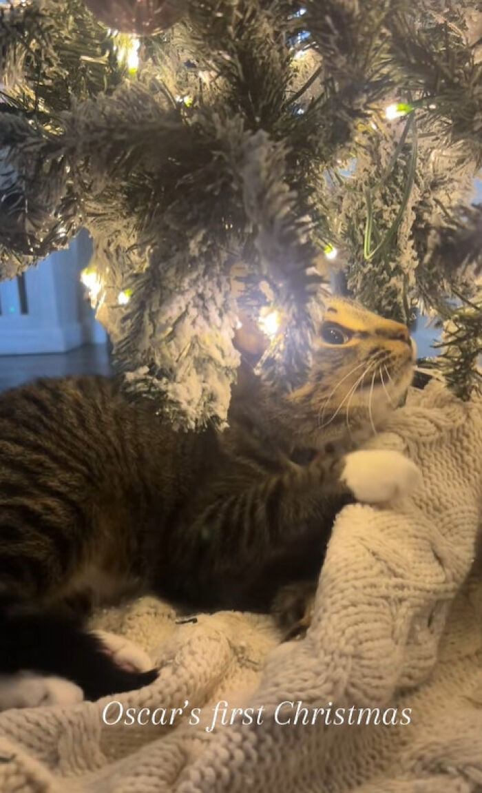 50 Times Cats Experienced Christmas For The First Time And Had Adorable Reactions