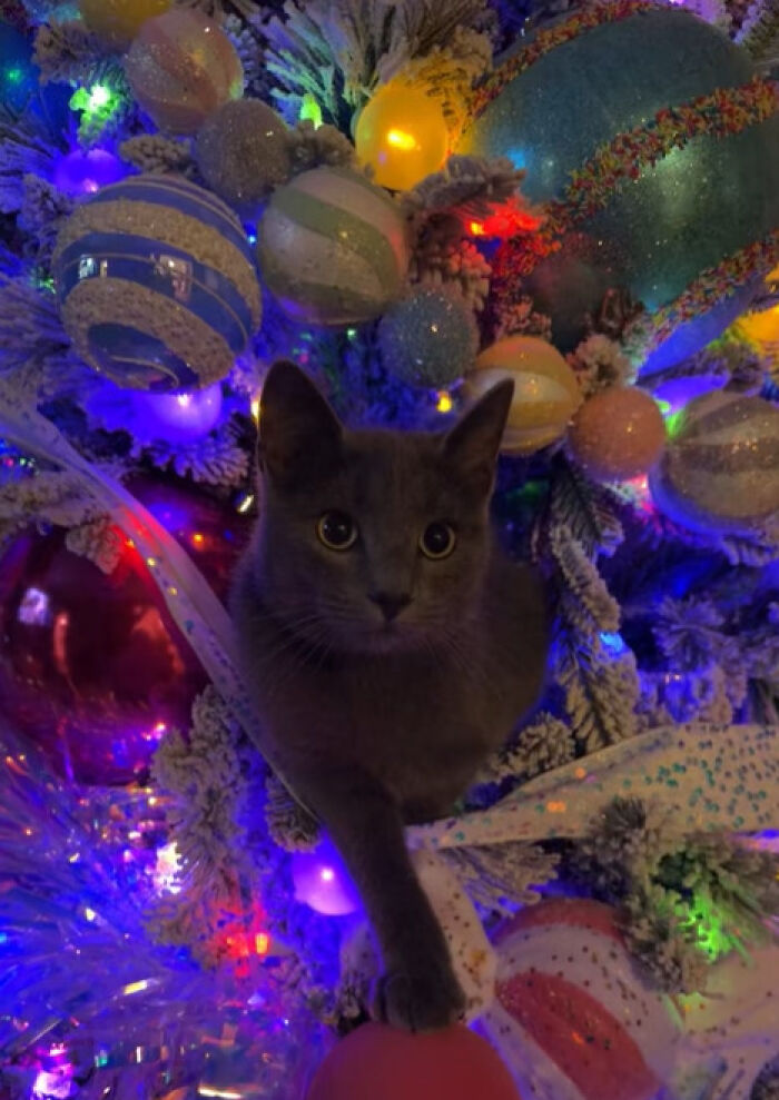 50 Times Cats Experienced Christmas For The First Time And Had Adorable Reactions