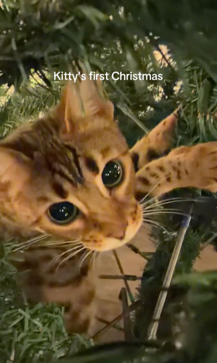 50 Times Cats Experienced Christmas For The First Time And Had Adorable Reactions