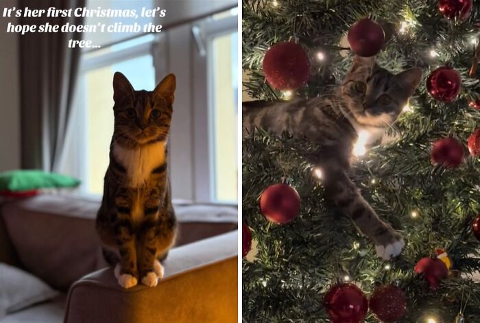 50 Times Cats Experienced Christmas For The First Time And Had Adorable Reactions