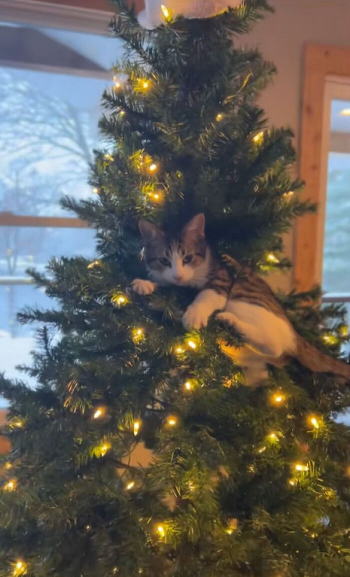 50 Times Cats Experienced Christmas For The First Time And Had Adorable Reactions