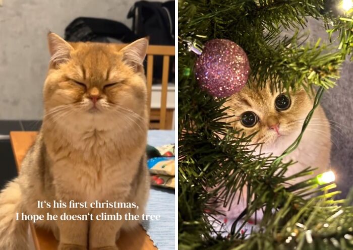 50 Times Cats Experienced Christmas For The First Time And Had Adorable Reactions