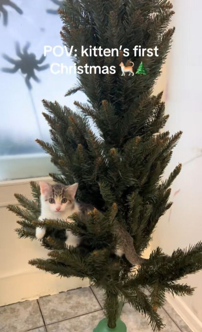 50 Times Cats Experienced Christmas For The First Time And Had Adorable Reactions