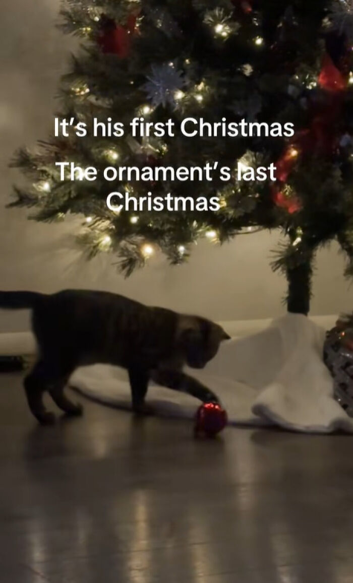 50 Times Cats Experienced Christmas For The First Time And Had Adorable Reactions