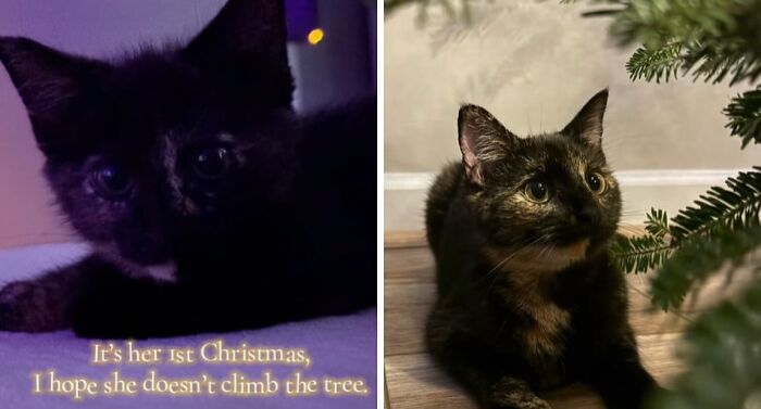 50 Times Cats Experienced Christmas For The First Time And Had Adorable Reactions