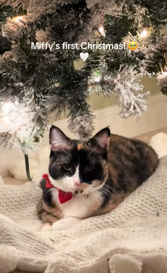 50 Times Cats Experienced Christmas For The First Time And Had Adorable Reactions