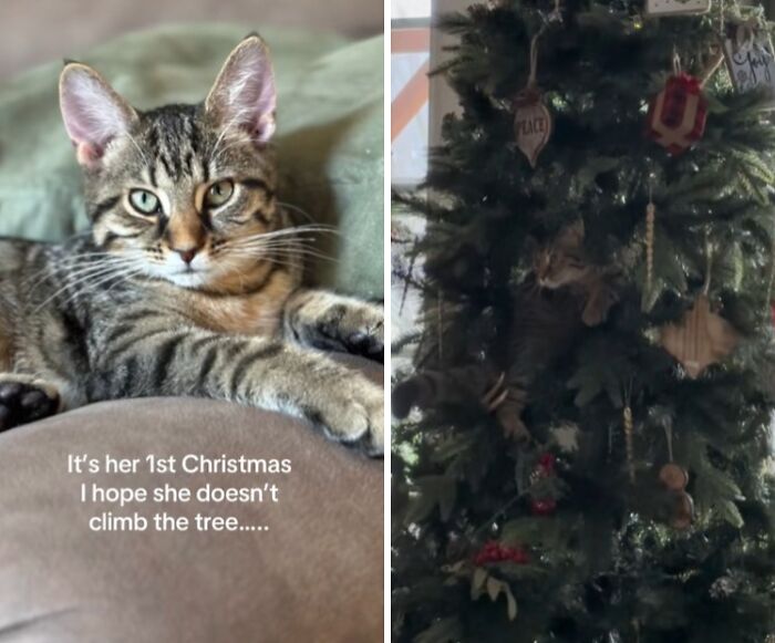 50 Times Cats Experienced Christmas For The First Time And Had Adorable Reactions
