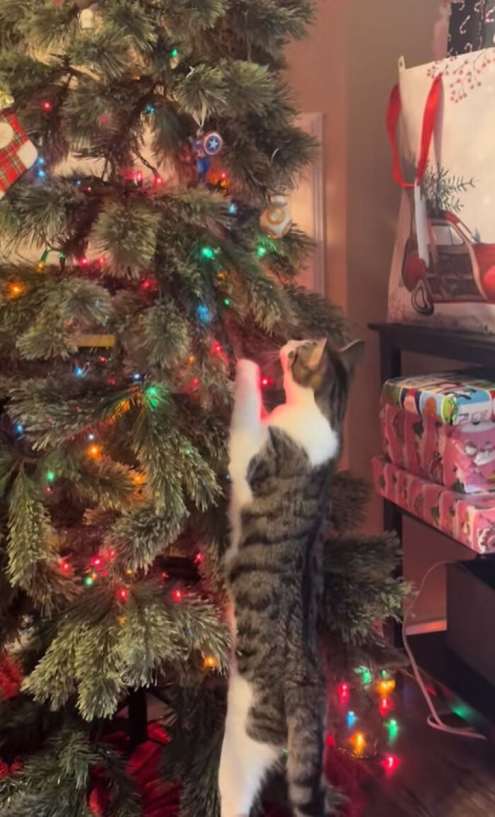 50 Times Cats Experienced Christmas For The First Time And Had Adorable Reactions