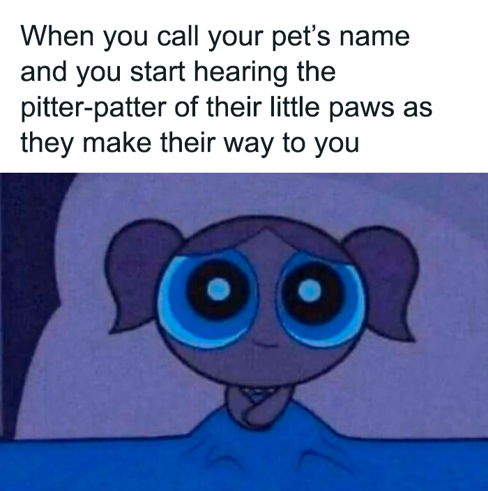53 Funny And Cute Animal Memes To Bring Some Positivity To Your Day 53 Funny And Cute Animal Memes To Bring Some Positivity To Your Day